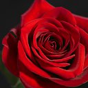 ���� �����, �����-���������, 41 ��� - ��������� 15 ������ 2014 � ������ ������ ��������