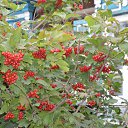 ���� Svann, ���������, 71 ��� - ��������� 18 �������� 2013 � ������ �������� �����