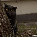 ���� �����..., �����, 43 ���� - ��������� 8 ������� 2013
