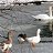 ����� �� ���