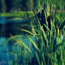  Nata Li Legata,  -  12  2013   ,  )