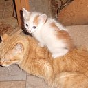 ���� �����, �������, 48 ��� - ��������� 13 ������� 2013 � ������ ���������