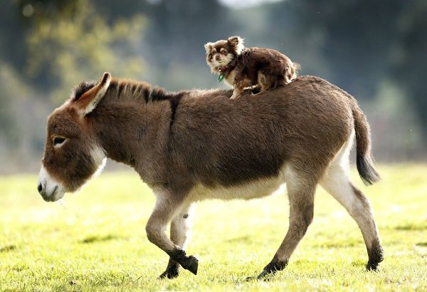 �������� ������.#animal@travel.blog