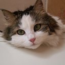 ���� Serpent, ����� - ��������� 17 �������� 2013 � ������ ���� ����������