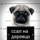  Imp,  -  23  2013   mops
