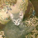 ���� ����, �������, 47 ��� - ��������� 22 ������� 2013 � ������ ��� �������