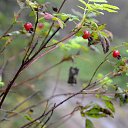 ���� Svann, ���������, 71 ��� - ��������� 18 �������� 2013 � ������ �������� �����