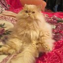 ���� Poma, ����������, 46 ��� - ��������� 16 ������ 2013 � ������ ���� ����������