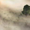   ().  . . ,  , 2012.     . 