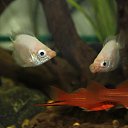 ���� V�������, ��������� - ��������� 18 ������� 2013 � ������ �������