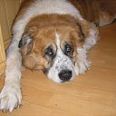 ���� �������, �����, 62 ���� - ��������� 7 ������� 2013 � ������ ���� �������� �� �����