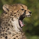 ���� �������, ������ ��������, 57 ��� - ��������� 26 �������� 2013 � ������ ���� ����������