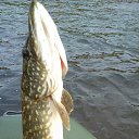 ���� ��������, �����-���������, 56 ��� - ��������� 9 ������� 2013 � ������ ���� ����������