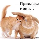 ���� �������, �������� - ��������� 8 ����� 2014 � ������ ������ ��������