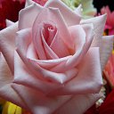 ���� �����, �����-���������, 41 ��� - ��������� 15 ������ 2014 � ������ ������ ��������