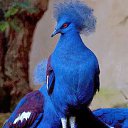  Loseff Yurij, , 63  -  29  2013        