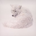 ���� Einsamer Wolf, ������������, 71 ��� - ��������� 27 �������� 2013 � ������ ���� ����������