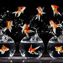 ���� ���� �., ������, 49 ��� - ��������� 11 �������� 2013