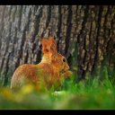 � ������ �������� ���: http://qpecc.gallery.ru/watch?ph=G87-e1dDK �� ������� �Zoo�
