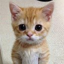 ���� �������, ���� - ��������� 10 ������� 2014 � ������ ���� ����������