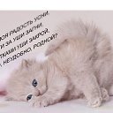 ���� ����, ������, 43 ���� - ��������� 10 ������ 2013 � ������ ���� ����������