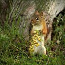  Gelya   20, , 57  -  17  2013   