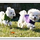 ���� Dayana, ��������, 24 ���� - ��������� 7 ������� 2013