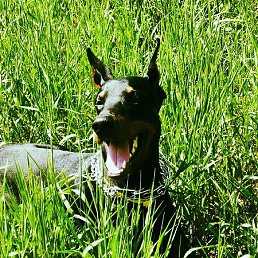 �������, ���������, 50 ���