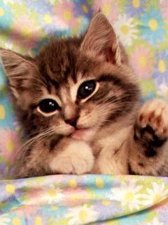 ���� ������, ���������, 37 ��� - ��������� 23 �������� 2013