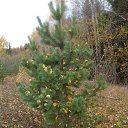 ���� ������, ������� ���� - ��������� 20 ������� 2013 � ������ ���� ����������