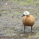 ���� �����, ������, 67 ��� - ��������� 21 ������� 2013 � ������ ���� ����������