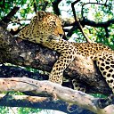 ���� �������, ���� - ��������� 13 ������ 2013 � ������ �Leo�