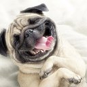 Imp,  -  23  2013   mops