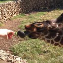 ��� ���� �������� - ���� �����. �� ������� ���� ����������