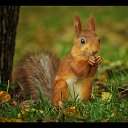 � ������ �������� ���: http://qpecc.gallery.ru/watch?ph=G87-e1dGd �� ������� �Zoo�
