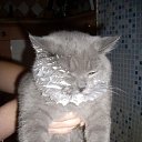 ���� ����, ������ - ��������� 5 ������� 2013 � ������ ���� ����������