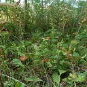 ���� ������� �������, �����, 70 ��� - ��������� 21 ������� 2013 � ������ ���� ����������