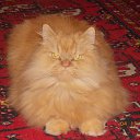 ���� C�����, �������� - ��������� 4 ������ 2013 � ������ ���� ����������