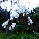 ���� ������� �., ����� - ��������� 5 ������� 2013 � ������ �������