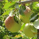 ���� ����, ����������� - ��������� 8 ������� 2013 � ������ ��� �����