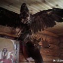 ���� ������, ���������� �����, 46 ��� - ��������� 9 ������� 2013 � ������ ���� ����������