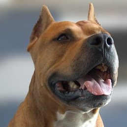 Mad Dog, ������, 41 ���