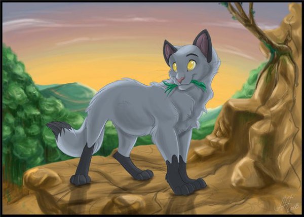 Целебные травы коты воители