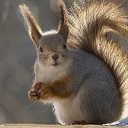  Loseff Yurij, , 63  -  29  2013        