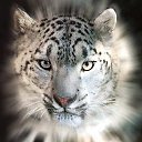 ���� ����� ��������, �������, 51 ��� - ��������� 13 �������� 2013