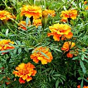 ���� ������� �., ����� - ��������� 17 ������� 2013 � ������ �������