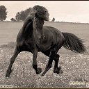 ���� �����, �������������, 63 ���� - ��������� 19 �������� 2013