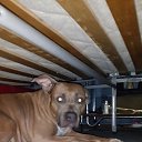 ���� �����, ��������������, 43 ���� - ��������� 9 ������� 2013