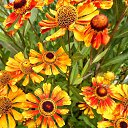 ���� ������� �., ����� - ��������� 17 ������� 2013 � ������ �������