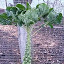 ���� �������, �����, 54 ���� - ��������� 12 ������� 2013 � ������ ���� ����������